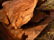 Image Painted to Look Like Self